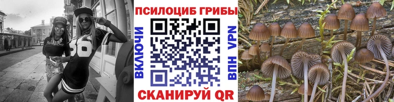 Псилоцибиновые грибы Cubensis  Мурманск 